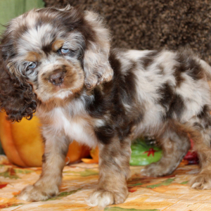 Cocker Spaniel Puppy Farrah