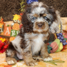 Cocker Spaniel Puppy Farrah