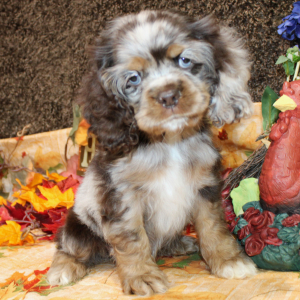 Cocker Spaniel Puppy Farrah