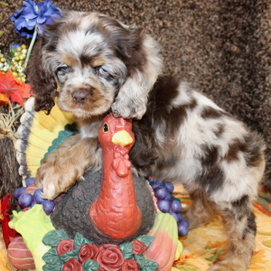 Cocker Spaniel Puppy Farrah