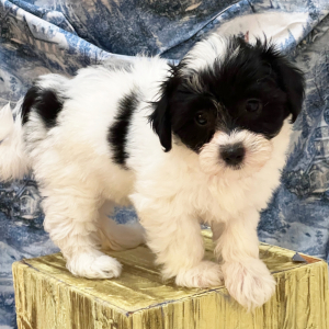 Coton de Tulear Puppy Daisy