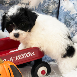 Coton de Tulear Puppy Daisy