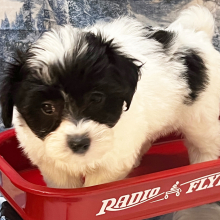 Coton de Tulear Puppy Daisy