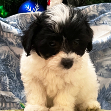 Coton de Tulear Puppy Daisy