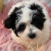 Coton de Tulear Puppy Daisy