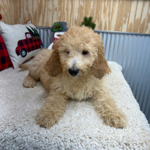 Goldendoodle Puppy Mitzi