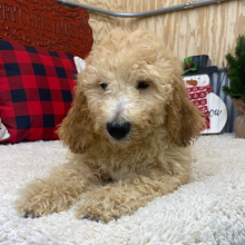 Goldendoodle Puppy Mitzi