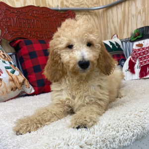 Goldendoodle Puppy Mitzi