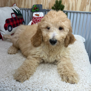Goldendoodle Puppy Mitzi