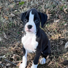 Boxer Puppy Lena