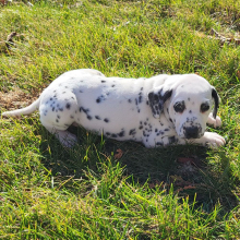 Dalmatian Puppy Tiara
