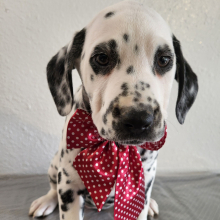 Dalmatian Puppy Tiara