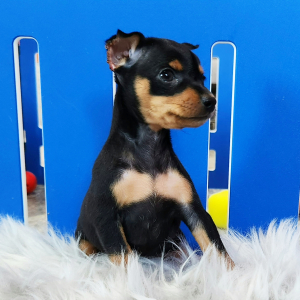Miniature Pinscher Puppy Mandy
