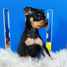 Miniature Pinscher Puppy Mandy