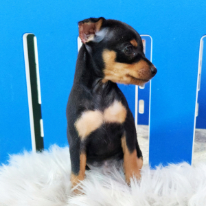 Miniature Pinscher Puppy Mandy
