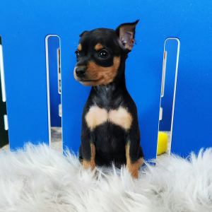 Miniature Pinscher Puppy Mandy