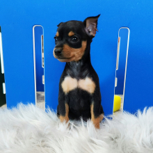 Miniature Pinscher Puppy Mandy