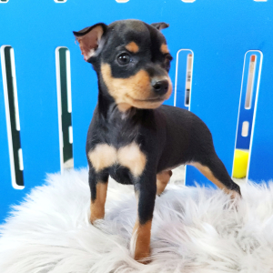 Miniature Pinscher Puppy Mandy