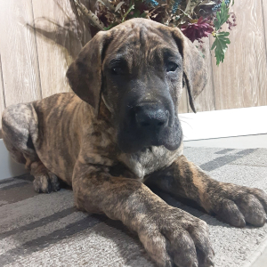 Great Dane Puppy Tucker