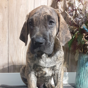 Great Dane Puppy Tucker