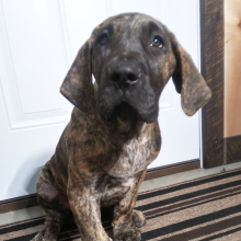 Great Dane Puppy Tucker