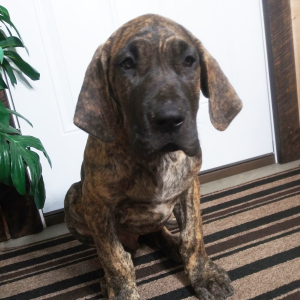 Great Dane Puppy Tucker