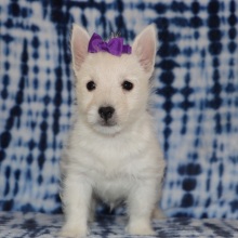 West Highland White Terrier Puppy Hattie