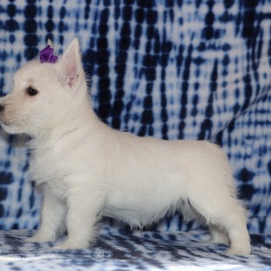 West Highland White Terrier Puppy Hattie