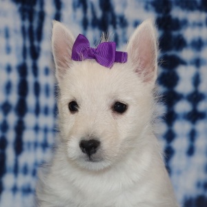 West Highland White Terrier Puppy Hattie