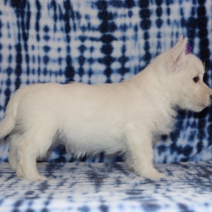 West Highland White Terrier Puppy Hattie