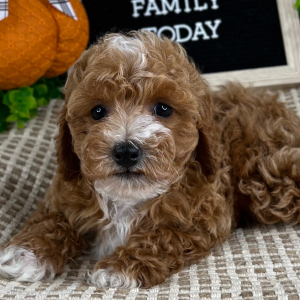 Cavapoo Puppy Ethan