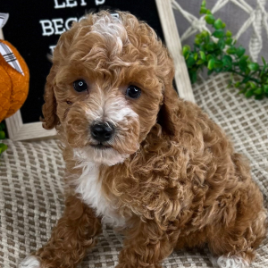 Cavapoo Puppy Ethan