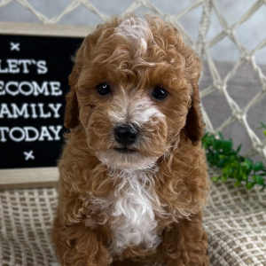 Cavapoo Puppy Ethan