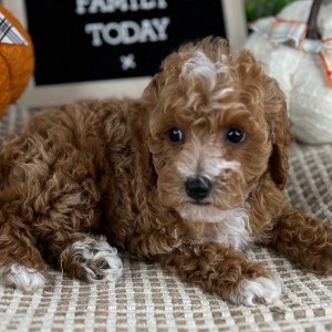 Cavapoo Puppy Ethan