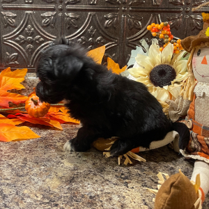 Havanese Puppy Maggie