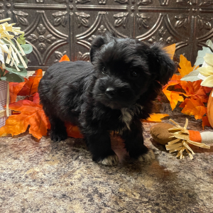 Havanese Puppy Maggie