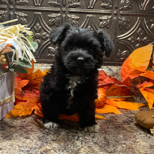 Havanese Puppy Maggie