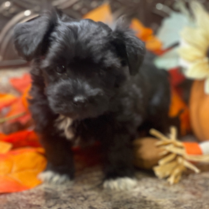 Havanese Puppy Maggie