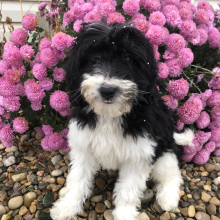 Labradoodle Puppy Orpah
