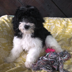Labradoodle Puppy Orpah