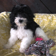 Labradoodle Puppy Orpah