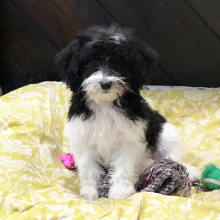 Labradoodle Puppy Orpah