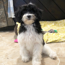 Labradoodle Puppy Orpah