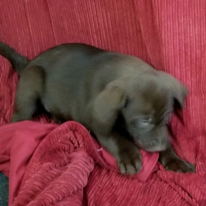 Labrador Retriever Puppy Kris