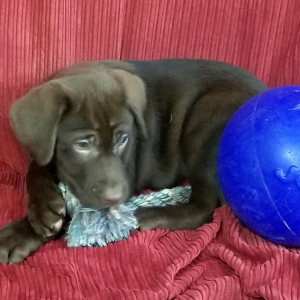 Labrador Retriever Puppy Kris