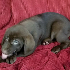 Labrador Retriever Puppy Kris