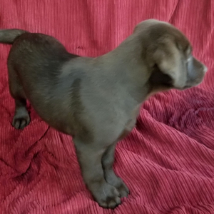 Labrador Retriever Puppy Kris