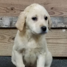 Labrador Retriever Puppy Sugar