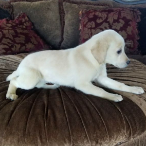 Labrador Retriever Puppy Sugar