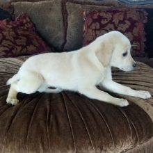 Labrador Retriever Puppy Sugar